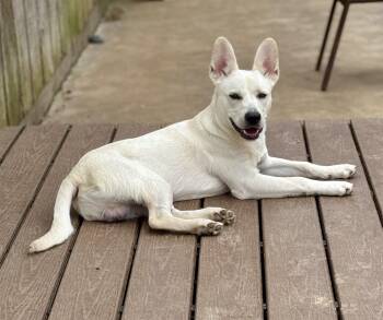 Gerard -  White German Shepherd Dog for Adoption in Washington, Missouri - Gerard | PetCurious