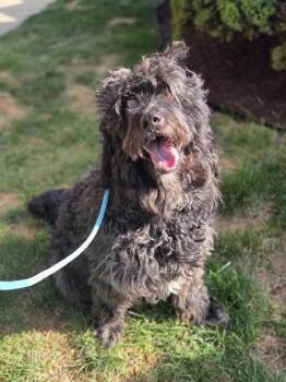 Crockett -  Standard Poodle and Mixed Breed Dog for Adoption in Westland, Michigan - Crockett | PetCurious
