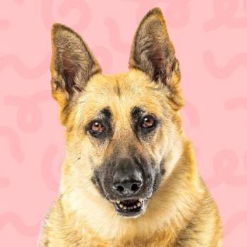 Bonita -  German Shepherd Dog Dog for Adoption in Reno, Nevada - Bonita | PetCurious