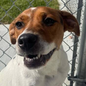 Roxie -  Hound Dog for Adoption in Bethel, Connecticut - Roxie | PetCurious