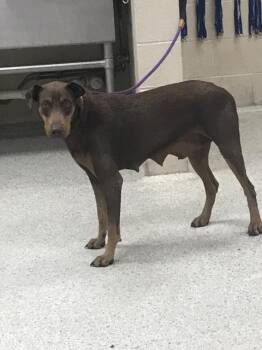Doberman Pinscher and Mixed Breed Dogs Available for Adoption in Conroe, Texas - A427342 | PetCurious