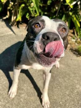 Serenity -  Pit Bull Terrier and Mixed Breed Dog for Adoption in New Orleans, Louisiana - Serenity | PetCurious