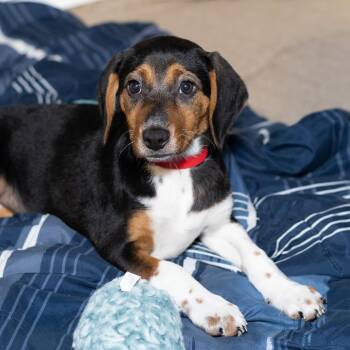 Tootsie Roll -  Beagle and Mixed Breed Dog for Adoption in Evansville, Indiana - Tootsie Roll | PetCurious