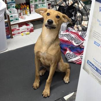 Arrow -  Shepherd and Mixed Breed Dog for Adoption in Aurora, Missouri - Arrow | PetCurious