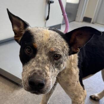 108840 -  Mixed Breed Dog for Adoption in Las Cruces, New Mexico - 108840 | PetCurious