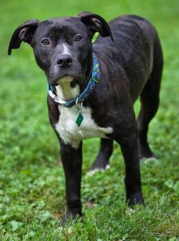 Choco -  Saint Bernard and Pit Bull Terrier Dog for Adoption in Oxford, Michigan - Choco | PetCurious