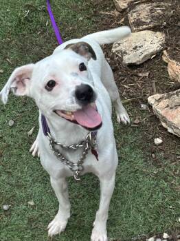 Terrier and Puggle Dogs Available for Adoption in Houston, Texas - Al | PetCurious