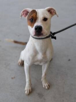 Terrier Dogs Available for Adoption in Gulfport, Mississippi - Aspen | PetCurious