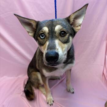 Hazel -  Husky and Mixed Breed Dog Available for Adoption in Royse City, Texas - Hazel | PetCurious