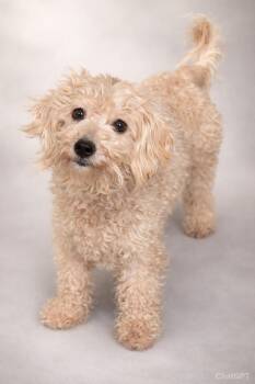 Havanese and Miniature Poodle Dogs Available for Adoption - Kenzie  | PetCurious