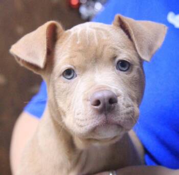 Champaign -  Mixed Breed Dog for Adoption - Champaign | PetCurious