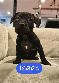 Pit Bull Terrier Dogs Available for Adoption - Isaac | PetCurious