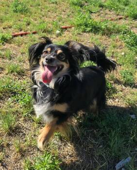 Emmaline -  Mixed Breed Dog for Adoption in Othello, Washington - Emmaline | PetCurious