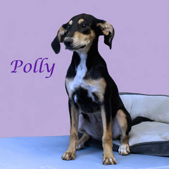 Rescue Coonhound Dogs for Adoption in Lebanon, Tennessee - Polly D25-161 | PetCurious