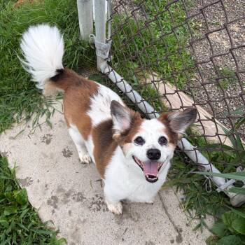 Bings -  Cardigan Welsh Corgi and Mixed Breed Dog for Adoption in Binghamton, New York - Bings | PetCurious