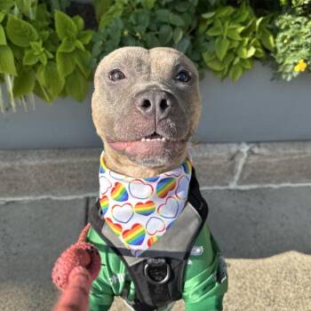 Cherry Pie -  Pit Bull Terrier Dog for Adoption in Philadelphia, Pennsylvania - Cherry Pie | PetCurious