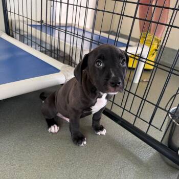 Titan -  Pit Bull Terrier and Retriever Dog for Adoption in Bradenton, Florida - Titan | PetCurious
