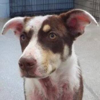 Ali -  Mixed Breed Dog for Adoption in Green Valley, Arizona - Ali | PetCurious