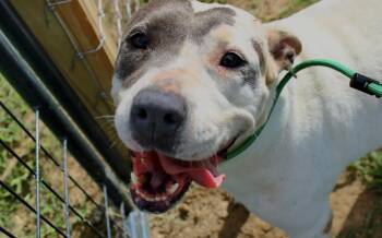 Mona -  Bull Terrier and Australian Cattle Dog Blue Heeler Dog for Adoption in Willis, Texas - Mona | PetCurious