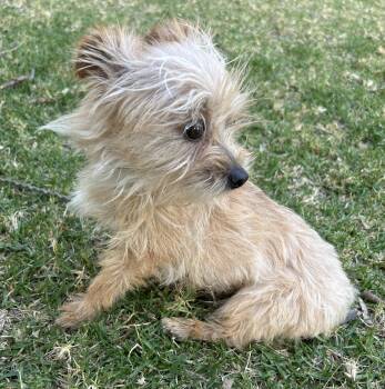 MISSY -  Cairn Terrier Dog for Adoption in Bell Gardens, California - MISSY | PetCurious