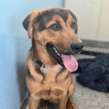 Rescue Hound and Shepherd Dogs for Adoption in North Battleford, Saskatchewan - Cody | PetCurious