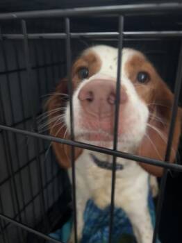 Spaniel Dogs Available for Adoption - Rosie (1844) | PetCurious