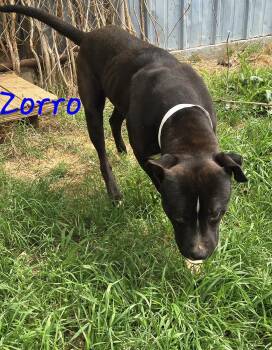 Pit Bull Terrier Dogs Available for Adoption - Zorro | PetCurious