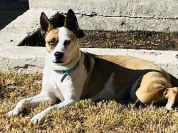 Dakota -  Siberian Husky and Mixed Breed Dog for Adoption in El Paso, Texas - Dakota | PetCurious
