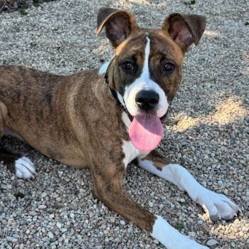 Terrier Dogs Available for Adoption in South Elgin, Illinois - Katycat | PetCurious