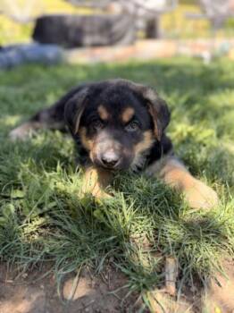BEAR -  German Shepherd Dog Dog for Adoption in Loveland, Colorado - BEAR | PetCurious