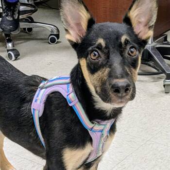 Mavis -  German Shepherd Dog Dog for Adoption in Krum, Texas - Mavis | PetCurious