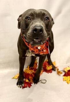 Sterling -  Terrier Dog for Adoption in Sanford, Florida - Sterling | PetCurious