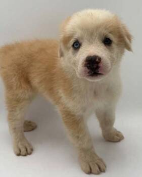 Petey -  Australian Shepherd and Great Pyrenees Dog for Adoption in Bowling Green, Kentucky - Petey | PetCurious