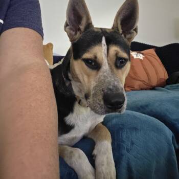 Rescue Mixed Breed Dogs for Adoption in Memphis, Tennessee - Phineas | PetCurious