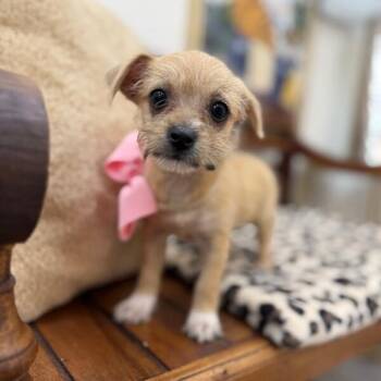 Chihuahua and Wirehaired Terrier Dogs Available for Adoption in Friendswood, Texas - Jellybean Joy Beanie Baby | PetCurious