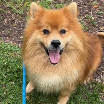 Pomeranian Dogs Available for Adoption in Manassas, Virginia - Gourmand (ID 51168/1318) | PetCurious