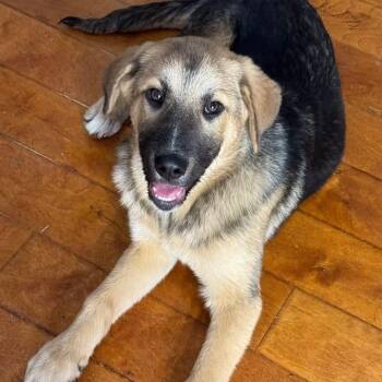 Great Pyrenees and German Shepherd Dog Dogs Available for Adoption - Remy | PetCurious
