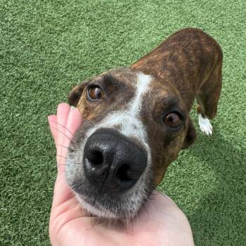 Pippi -  Pointer Dog for Adoption in Buellton, California - Pippi | PetCurious