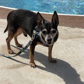 Spike -  Chihuahua Dog for Adoption in Austell, Georgia - Spike | PetCurious
