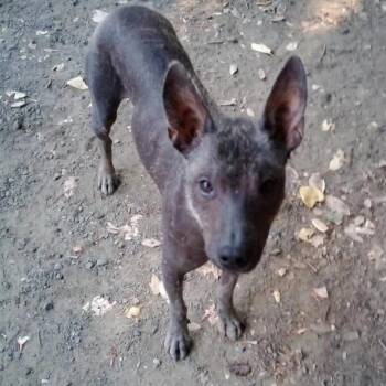 Benny -  Xoloitzcuintli Mexican Hairless Dog for Adoption in Lakehead, California - Benny | PetCurious