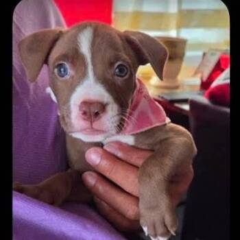 Pit Bull Terrier Dogs Available for Adoption in Rincón, Rincón - Tear Drop | PetCurious