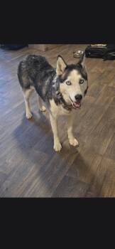 Gigi -  Siberian Husky Dog for Adoption in Townville, South Carolina - Gigi | PetCurious