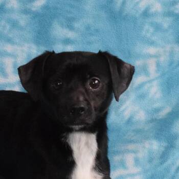 Cosmo -  Chihuahua and Mixed Breed Dog for Adoption in Eureka, California - Cosmo | PetCurious