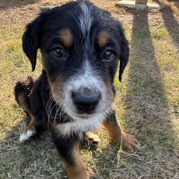 Mixed Breed Dogs Available for Adoption in Austell, Georgia - Rocket | PetCurious