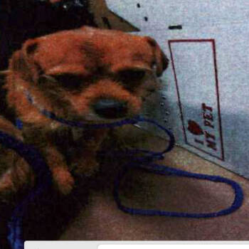 Rescue Terrier Dogs for Adoption in Northbrook, Illinois - Mashed Potato | PetCurious