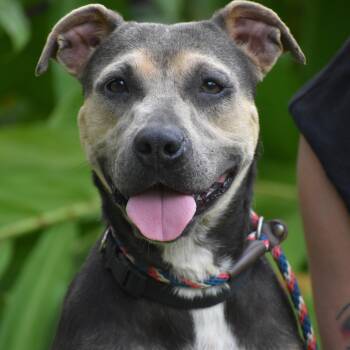 Rebecca Black -  Terrier Dog for Adoption - Rebecca Black | PetCurious
