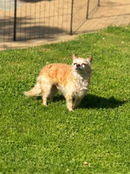 Albert -  Terrier Dog for Adoption in Coachella, California - Albert | PetCurious