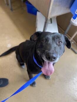 Rescue Labrador Retriever Dogs for Adoption in Chula Vista, California - BLUEBERRY | PetCurious