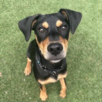 Pit Bull Terrier Dogs Available for Adoption - Trick  | PetCurious