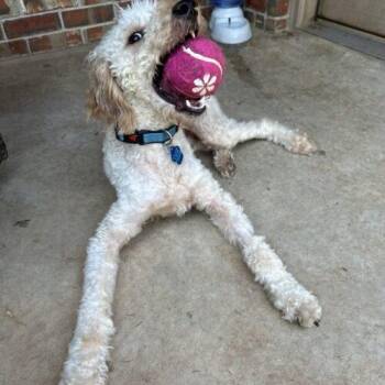 General -  Goldendoodle Dog for Adoption in Broken Arrow, Oklahoma - General | PetCurious